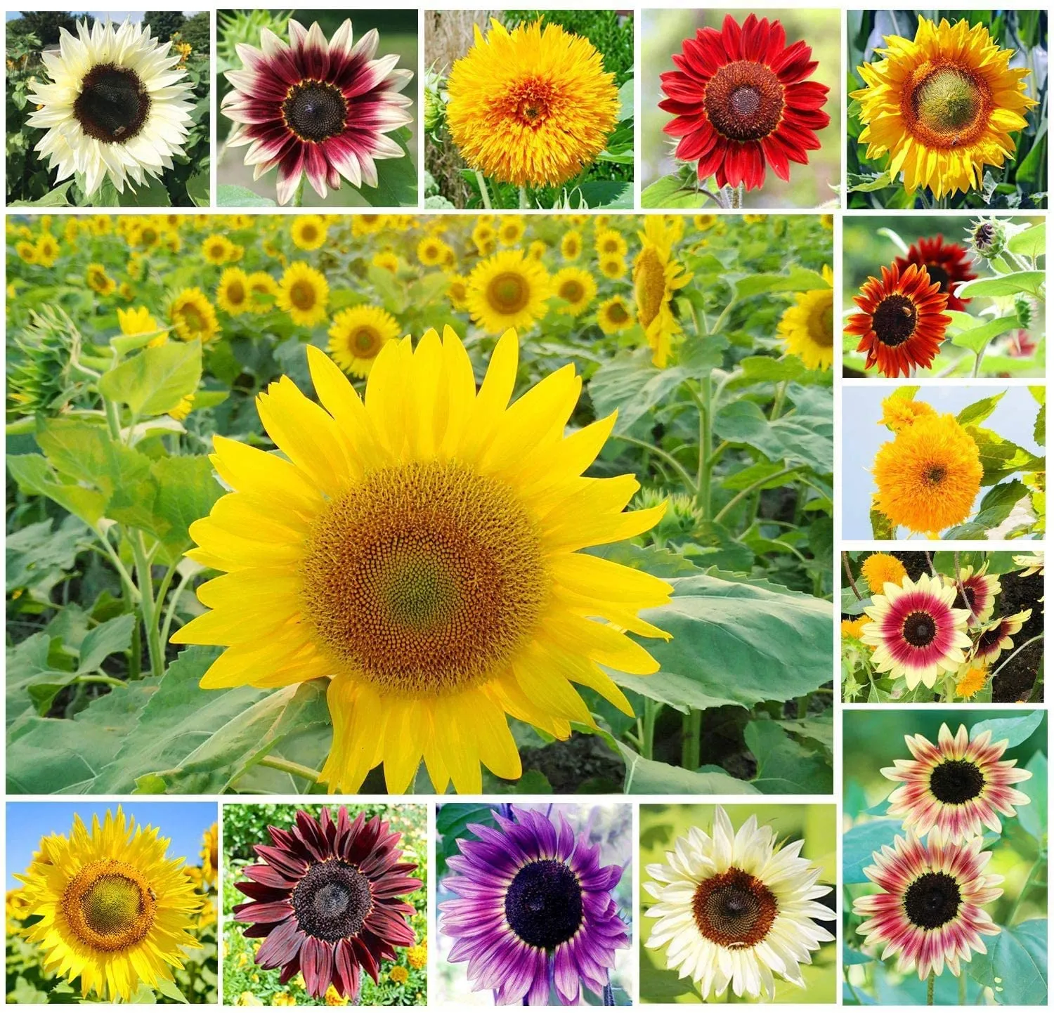 1,000  Sunflower Seeds for Planting - Jumbo Mix Pack - 15  Varieties - (Helianthus Annuus) - Non-Gmo Seeds