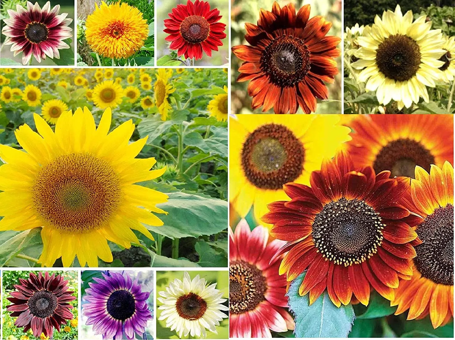 1,000  Sunflower Seeds for Planting - Jumbo Mix Pack - 15  Varieties - (Helianthus Annuus) - Non-Gmo Seeds