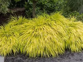 All Gold Hakonechloa 1g