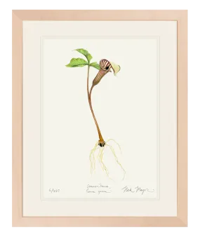 Jack in the Pulpit Wildflower Print